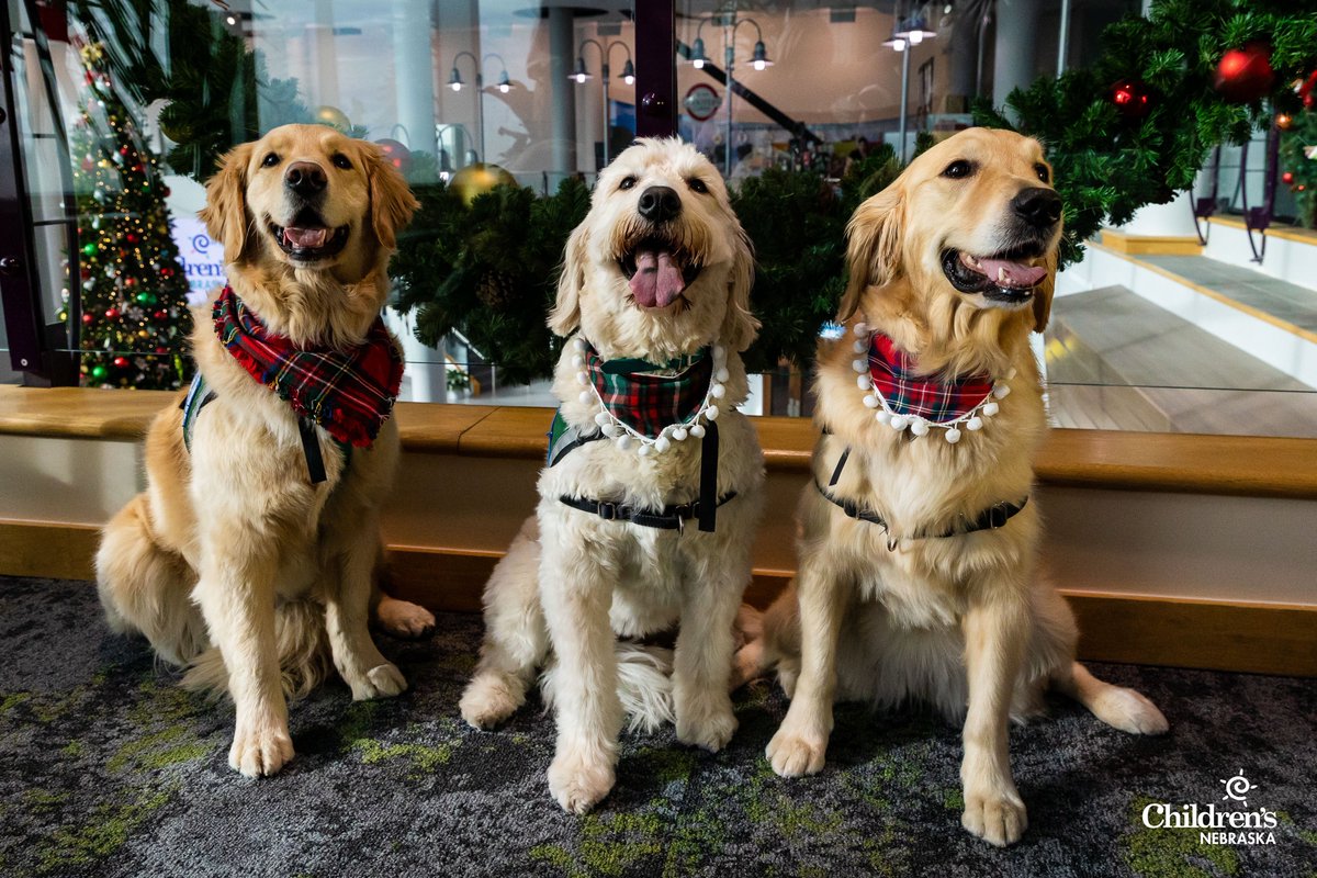 ChildrensNE's tweet photo. ‘Tis the season at Children’s Nebraska! Our resident furry, four-legged friends — facility dogs Frito, Howie and Sansa — are decked out and ready to spread wintertime cheer among our patients and families. ❄️☃️🎄

Happy Howl-idays! 🐾 https://t.co/GJ0avIzSOG