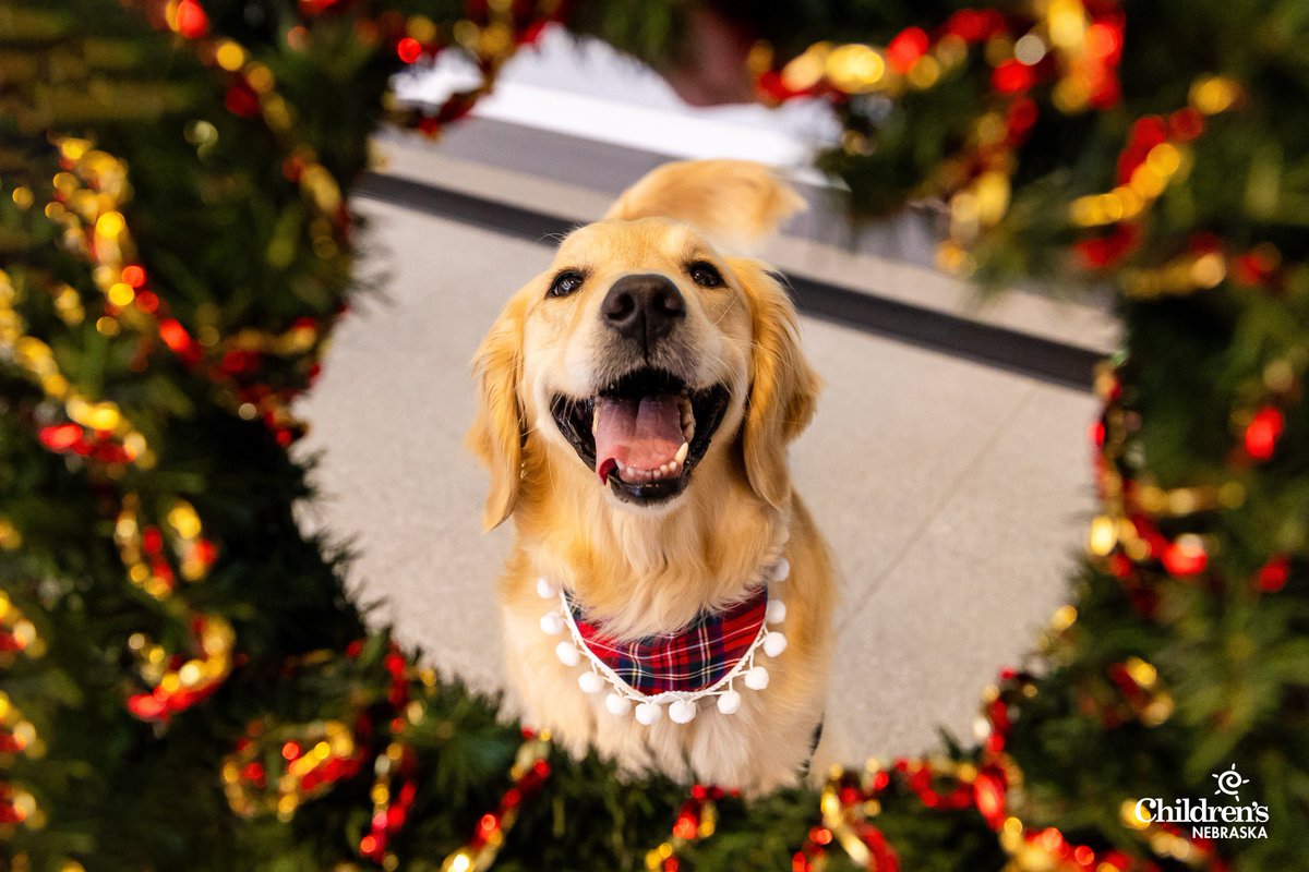ChildrensNE's tweet photo. ‘Tis the season at Children’s Nebraska! Our resident furry, four-legged friends — facility dogs Frito, Howie and Sansa — are decked out and ready to spread wintertime cheer among our patients and families. ❄️☃️🎄

Happy Howl-idays! 🐾 https://t.co/GJ0avIzSOG