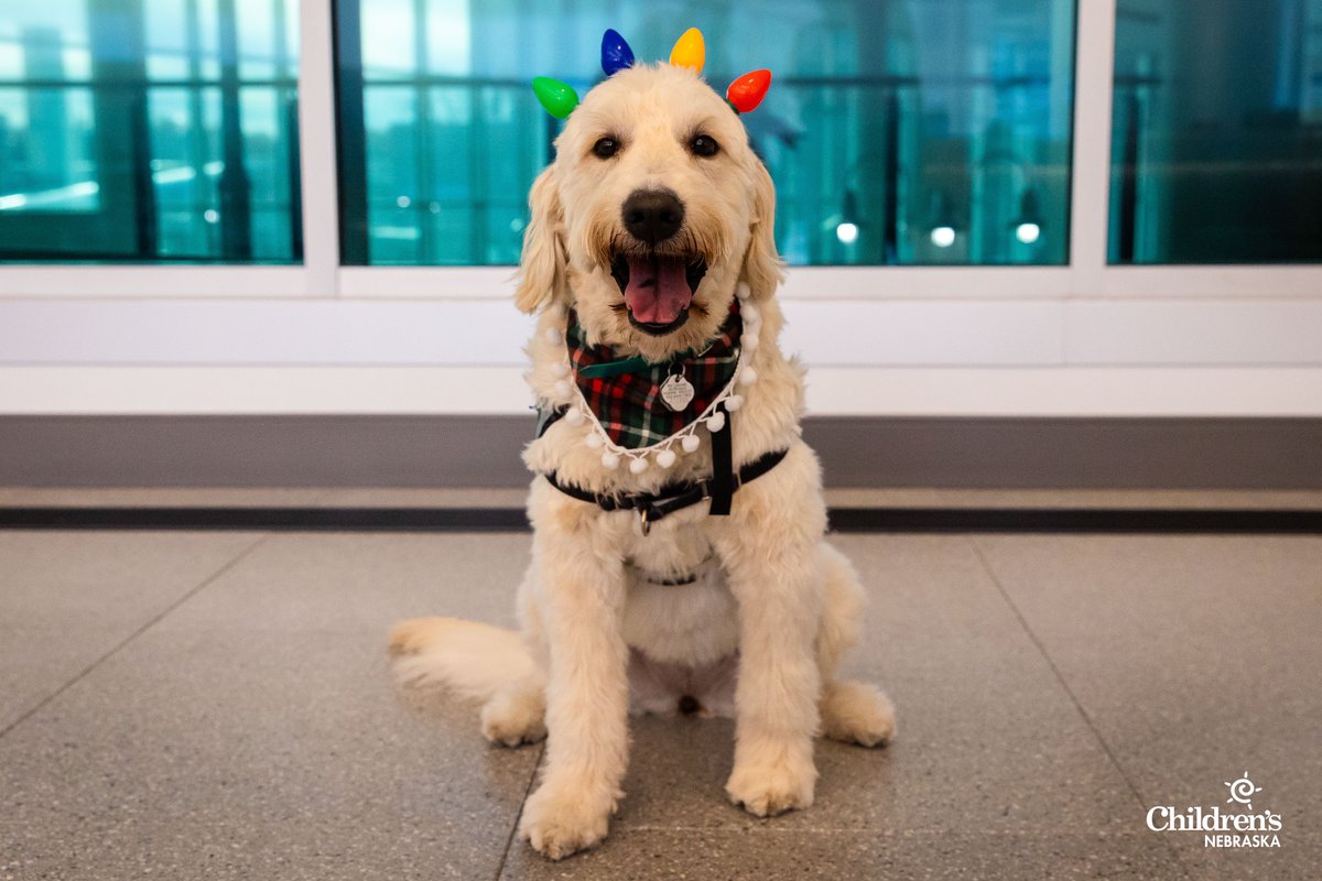ChildrensNE's tweet photo. ‘Tis the season at Children’s Nebraska! Our resident furry, four-legged friends — facility dogs Frito, Howie and Sansa — are decked out and ready to spread wintertime cheer among our patients and families. ❄️☃️🎄

Happy Howl-idays! 🐾 https://t.co/GJ0avIzSOG