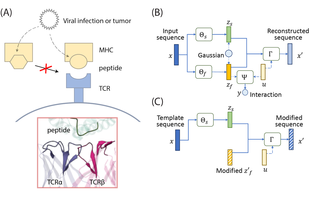 Our work of Disentangled Wasserstein Autoencoder for T-Cell Receptor Engineering will be presented at <a href="/NeurIPSConf/">NeurIPS Conference</a> poster session on Tuesday.
Feel free to drop by and discuss!
neurips.cc/virtual/2023/p…

#NeurIPS2023
<a href="/MarkGerstein/">Mark Gerstein</a>
