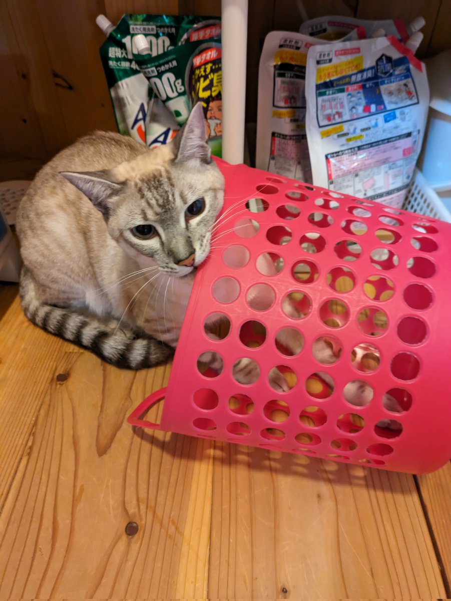 mintsuriku's tweet photo. かごに入ってるむぎちゃんを見て、てんちゃんも入ってみたくなったけど、てんちゃんは、むぎちゃんの倍の大きさだからね。入るの難しいね😅 https://t.co/GKEy6druAL