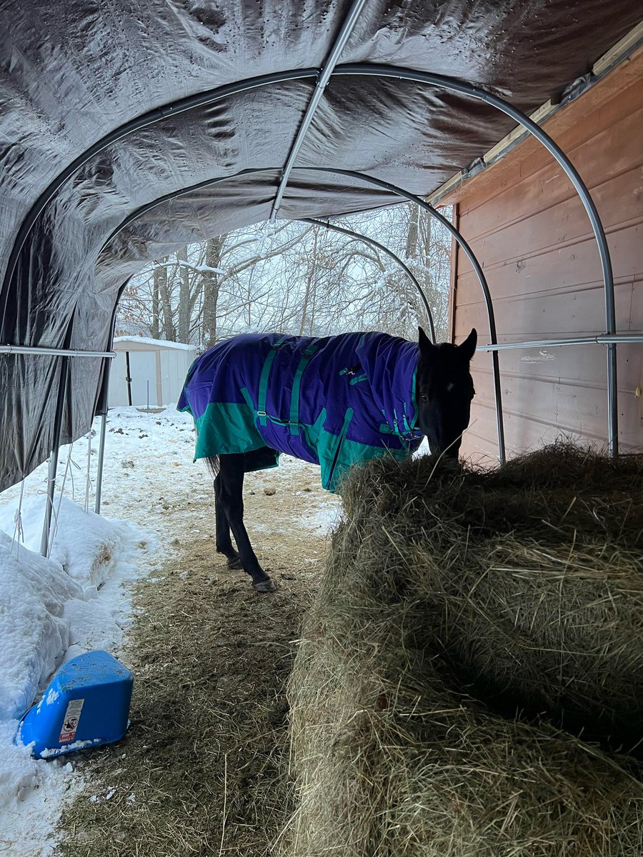 🌟 UPDATE 🌟 ELECTRIC OUI is safe in her new home, thanks to our amazing supporters! Your generosity saved him from slaughter and he now has a brighter future. Together, we're making a difference in the lives of these incredible animals. #ElectricOuiRescued #PowerOfCommunity 🌟🐴