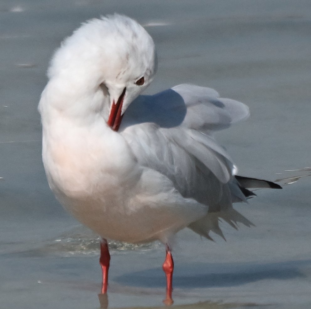 BirdsofBahrain's tweet photo. #Bahrain Slender-billed Gulls, of which we have many thousands wintering, can be totally confusing with such a variety of age and plumage variants within a single flock. https://t.co/oHs8qfOTJi