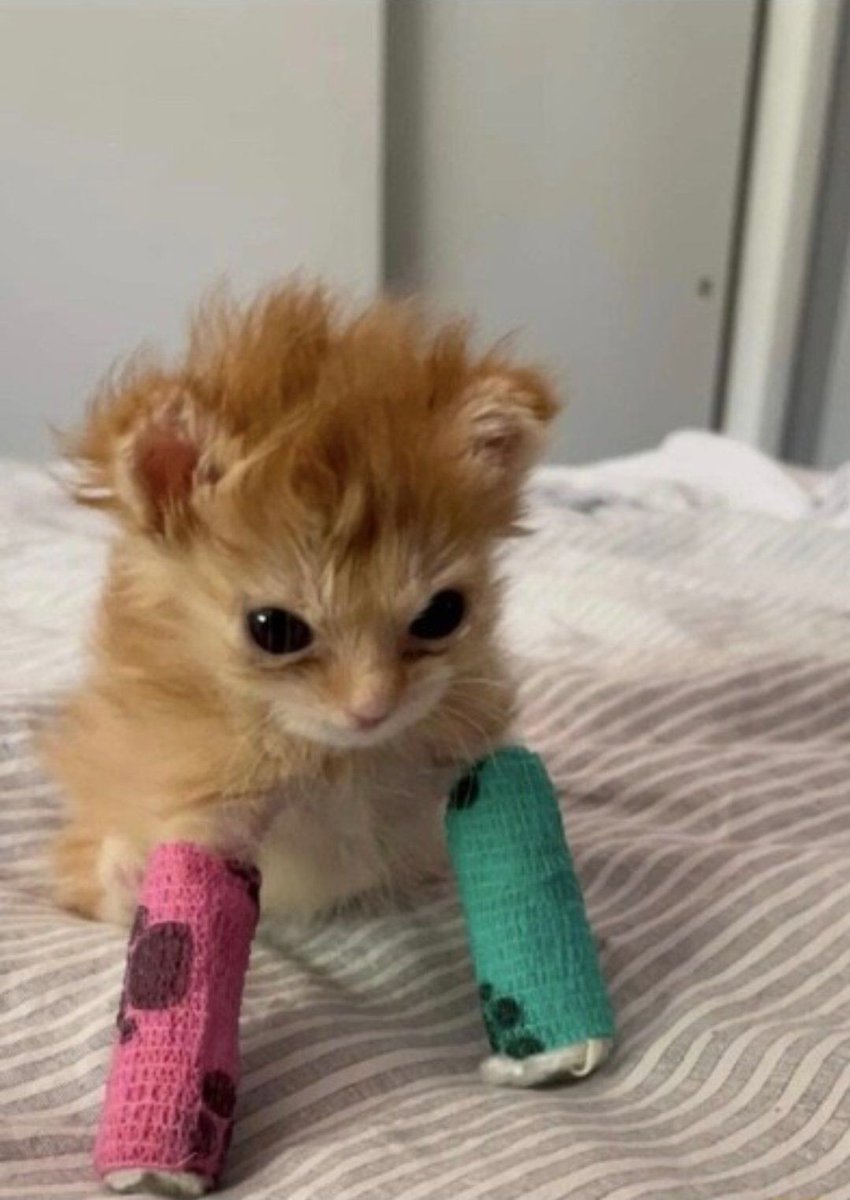 Why you should have a cat tweet media