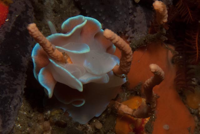 seastung's tweet photo. southern African sea slugs (okay they're all #nudibranchs) for #molluscMonday #branking #marine #ocean #biodiversity https://t.co/gHhXqwF0mB