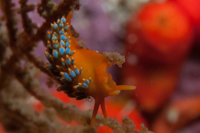 seastung's tweet photo. southern African sea slugs (okay they're all #nudibranchs) for #molluscMonday #branking #marine #ocean #biodiversity https://t.co/gHhXqwF0mB