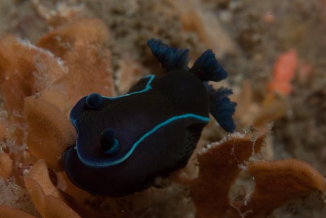 seastung's tweet photo. southern African sea slugs (okay they're all #nudibranchs) for #molluscMonday #branking #marine #ocean #biodiversity https://t.co/gHhXqwF0mB