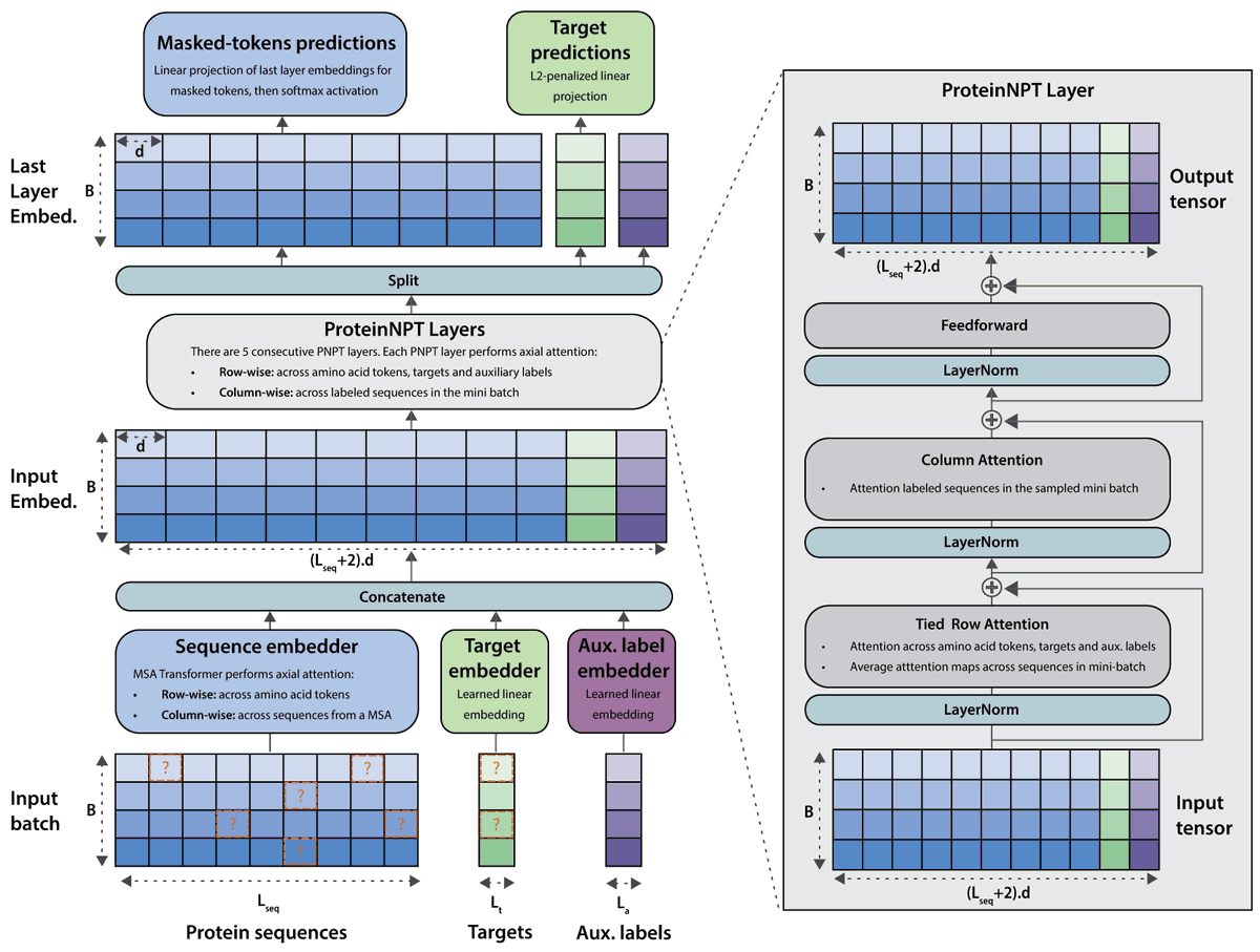 📢Very pleased to be presenting our ProteinNPT paper at NeurIPS on Tuesday!📢We introduce a novel semi-supervised conditional pseudo-generative model for fitness prediction and iterative protein redesign
biorxiv.org/content/10.110…
#NeurIPS2023 #GenBio #ProteinDesign