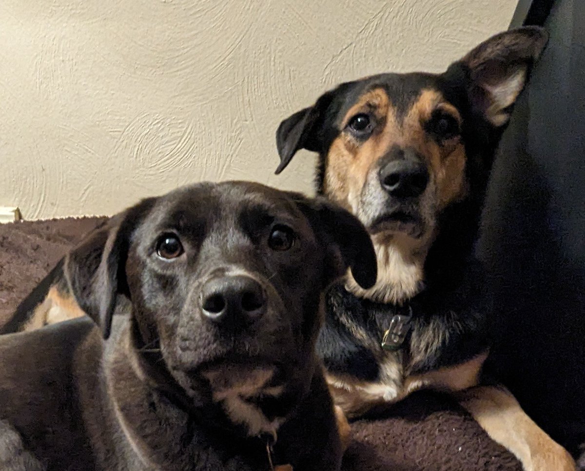 Can you not see the 'abject terror' in the eyes of these pathetic muttz?!! The desperation OOZES from their Sarah McLaughlinized expressions that I created by appearing flagrante as I snapped the pic.