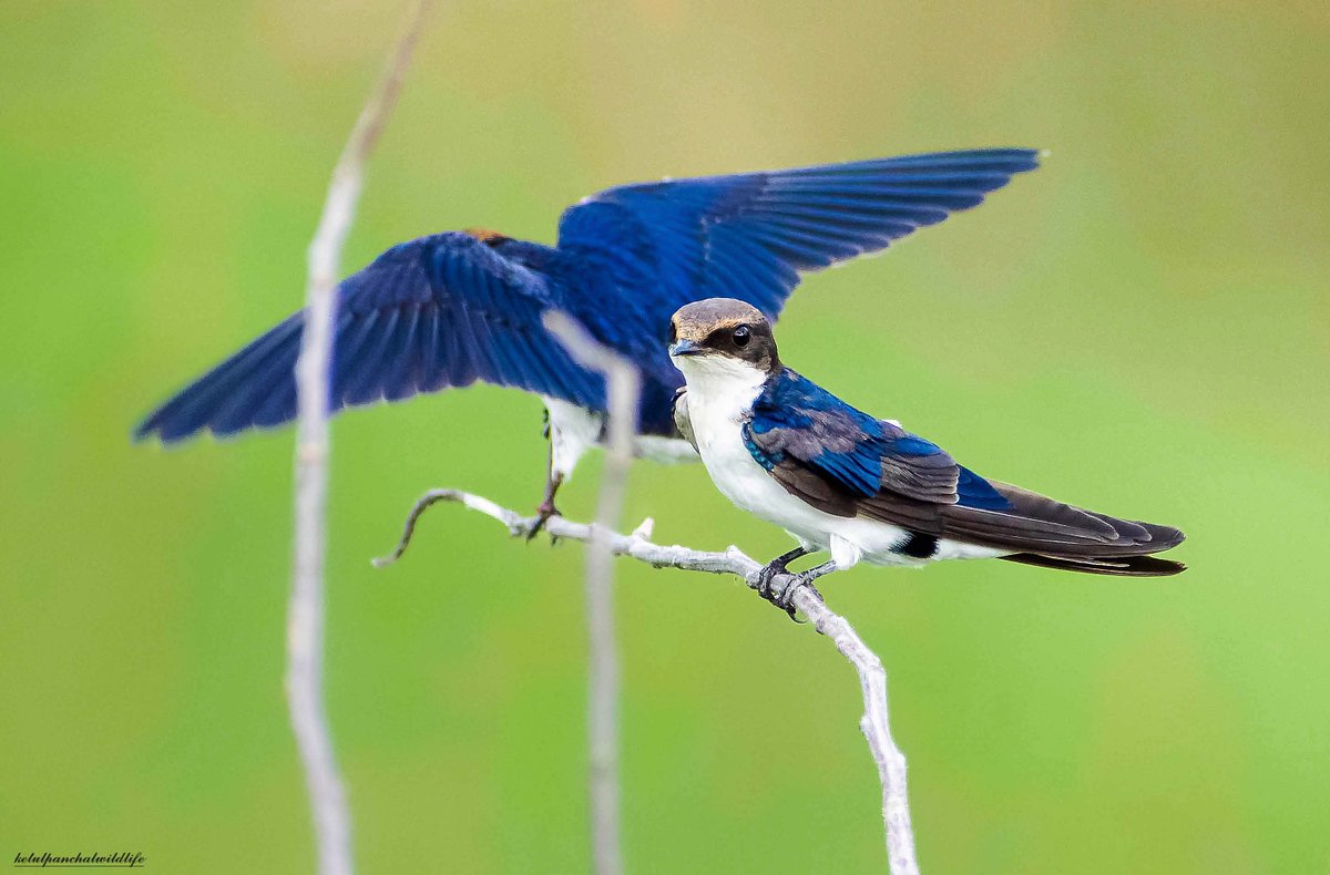 Ketulp5's tweet photo. Name : Wire-tailed swallow
#ketulp5 #clickedbyketulp5wildlife
#Wiretailedswallow #birds #birdsphotography
#wildlife #wildlifephotography #wildlifephotographer
#wildlifeofindia #wildlifeonearth #earthcapture
#nature #naturelovers #NaturePhotography
#BBCWildlifePOTD #nikon https://t.co/KXQS0GoBEu