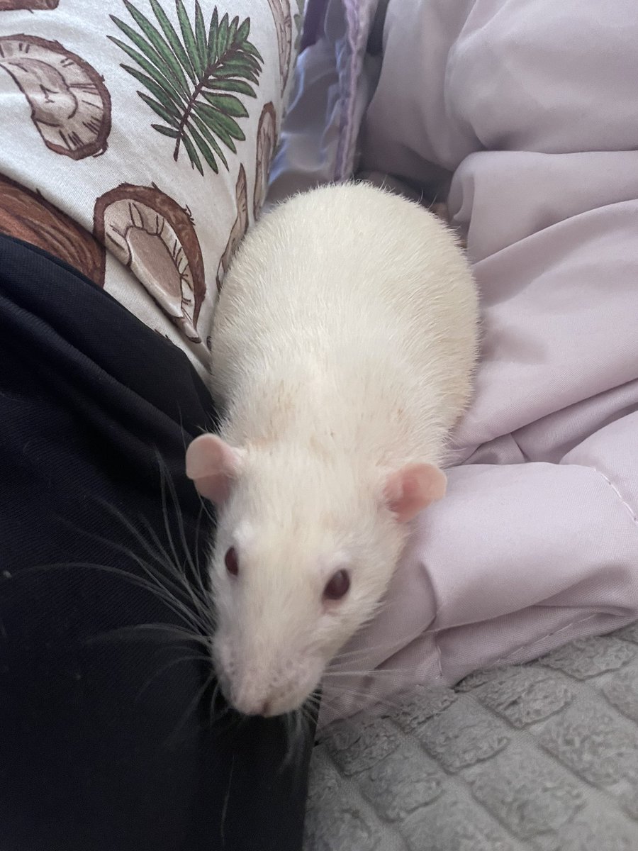 QiCHELO's tweet photo. Сегодня ушел еще один мой мальчик💔 Рома, я тебя очень люблю и буду скучать. Мягких облачков тебе и много вкусных вкусняшек там.. Передавай привет Поле, мы с вами когда-нибудь встретимся 🥺💔 https://t.co/vHvAhUhb5x