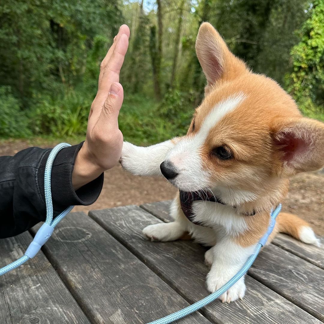 High five✋
Do you want to see more cute Corgi? Then follow us.
#corgi  #corgigram #corgiaddict #corgiplanet #corgiworld #corgilover #corgifeed #corgismile