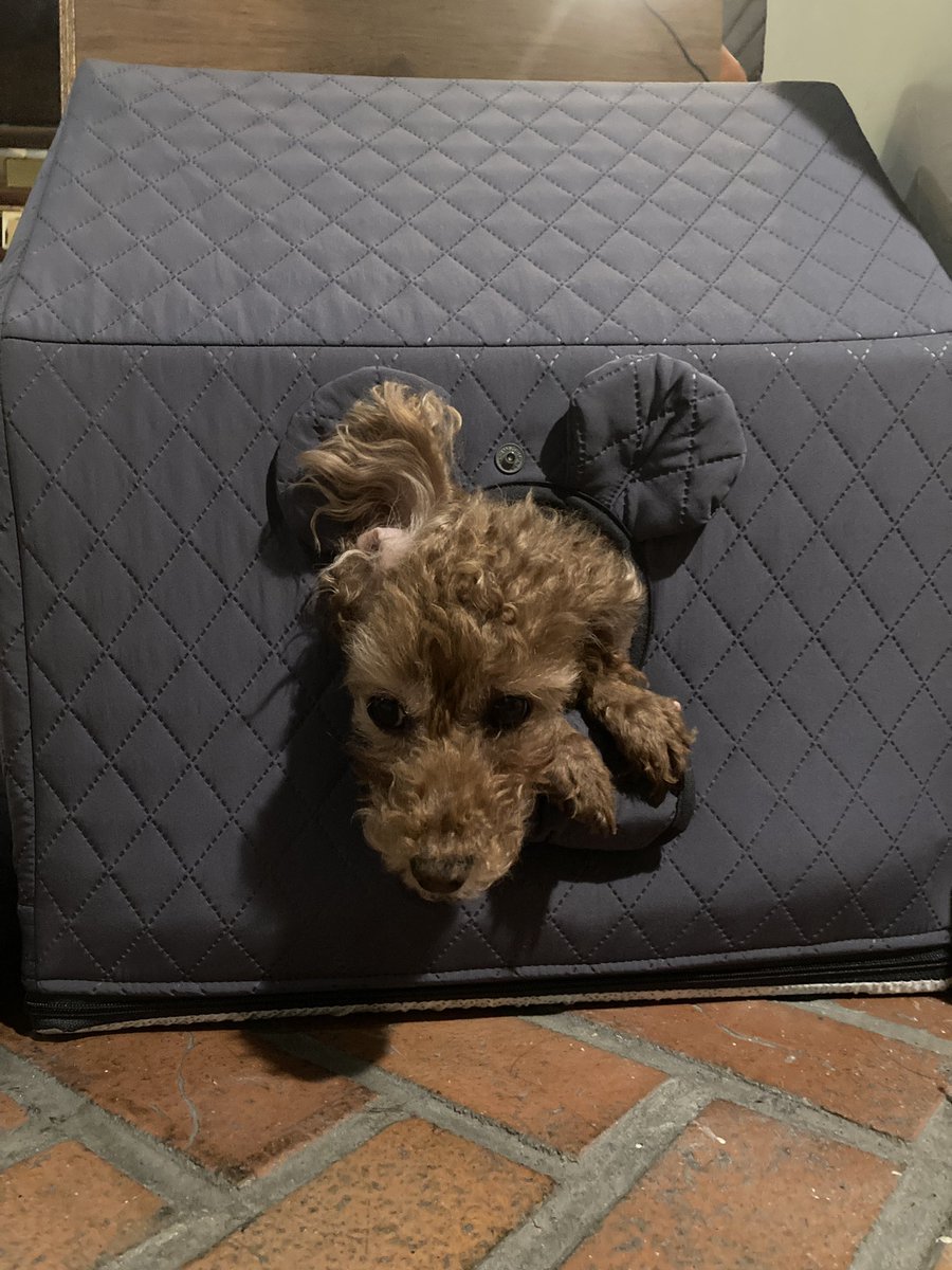 탈출각을 재는 강아지… 거기로는 못 나가 옆에 있는 출입구로 나와… 
소리들은 오늘도 12시부터 22시까지 열려 있습니다. 비 오는 날은 매우 차분하고 조용한 편인데요, 조용함을 즐기고 싶다면 이런 날이 오히려 좋으실지도요…! 저도 차분히 독서하며 기다리겠습니다.