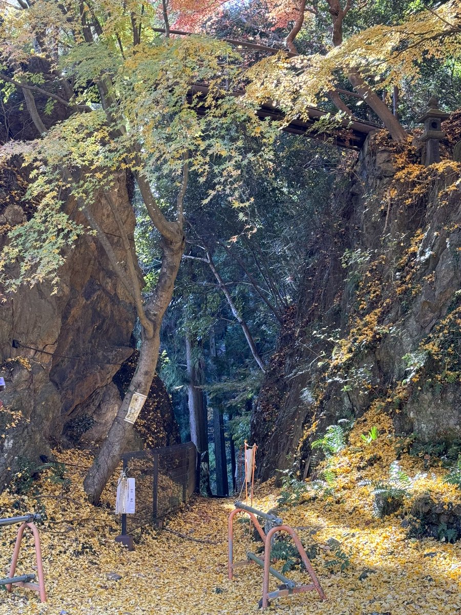 行道山行って来た。
ヤバい綺麗だった。