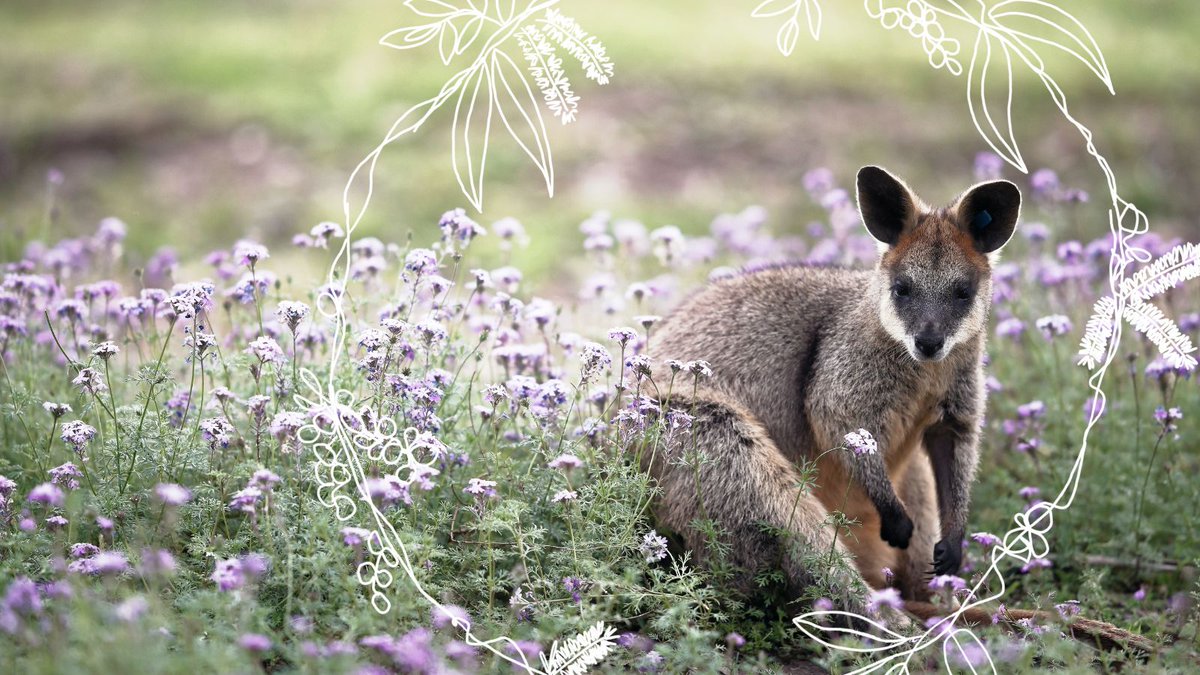 Moses Kakaire reflects on Jesus coming into our common home, and how we can help realise this joy-filled good news for all today, in our twelfth Advent devotional for 2023.
👇
commongrace.org.au/advent_common_…

#Advent #Peace #CommonHome #Advent2023 #Devotional #Day12 #CommonGraceAus