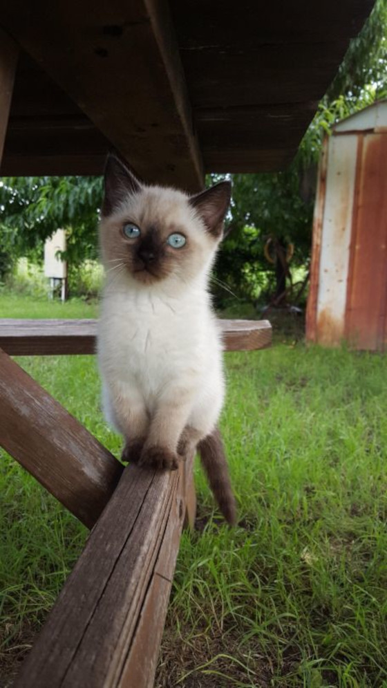 DreamyTechGirl's tweet photo. Oh my goodness! 💖 This siamese kitten is simply purr-fection under that charming table on the lush grass! 😻 What a little princess in her outdoor kingdom! 👑🍃 #CutestKittenEver #CharmOverload
@ https://t.co/fiqgGLpr02 https://t.co/ZG5cfw7Tqj
