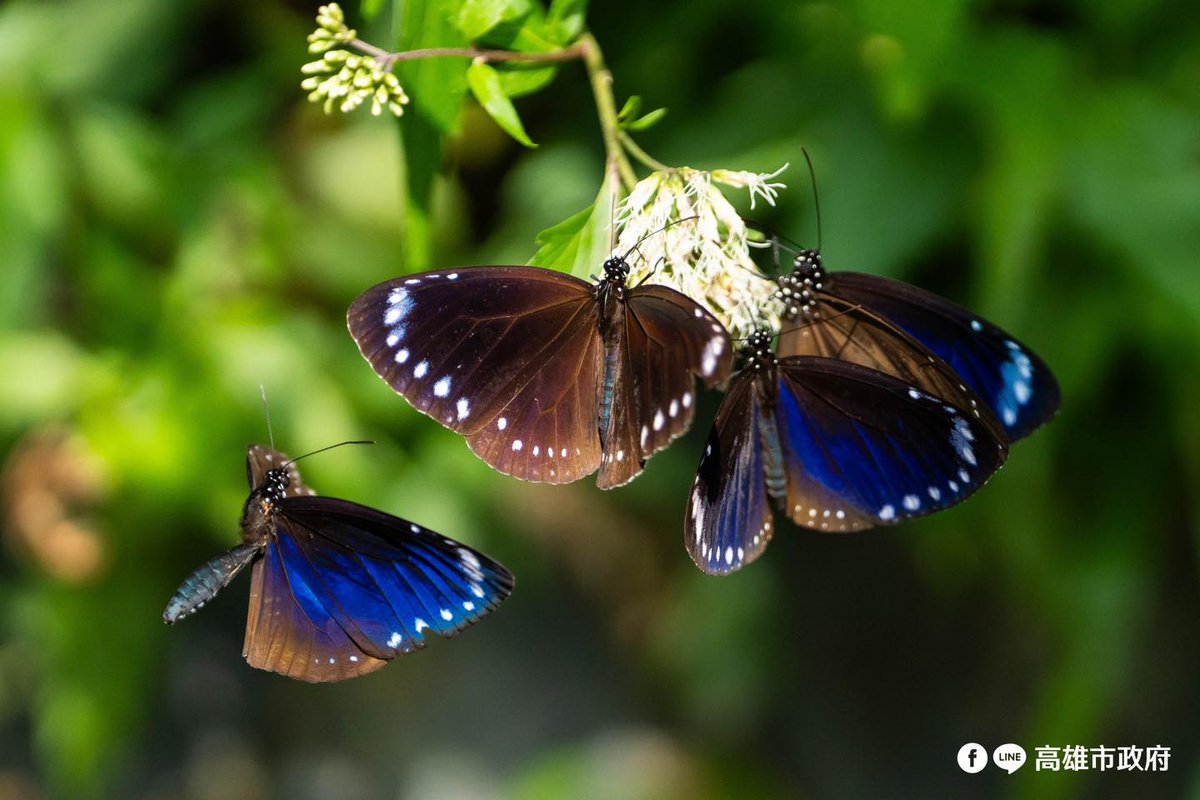 TaiwanHoy's tweet photo. Unas 100.000 a 200.000 mariposas púrpuras de #Taiwán invernan cada año en el sector de #Maolin, en #Kaohsiung. 🦋🦋🦋
Esta mariposa es uno de los únicos dos tipos conocidos en el mundo que migran, el otro es la mariposa monarca.
📷 @KaohsiungCity https://t.co/tq23oqjexS