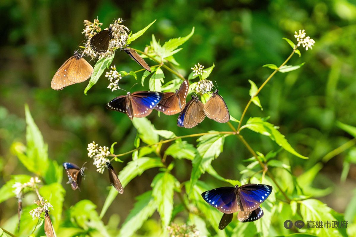 TaiwanHoy's tweet photo. Unas 100.000 a 200.000 mariposas púrpuras de #Taiwán invernan cada año en el sector de #Maolin, en #Kaohsiung. 🦋🦋🦋
Esta mariposa es uno de los únicos dos tipos conocidos en el mundo que migran, el otro es la mariposa monarca.
📷 @KaohsiungCity https://t.co/tq23oqjexS