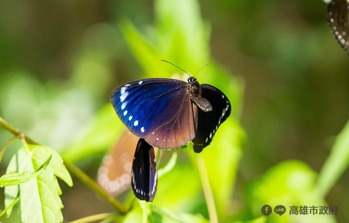 TaiwanHoy's tweet photo. Unas 100.000 a 200.000 mariposas púrpuras de #Taiwán invernan cada año en el sector de #Maolin, en #Kaohsiung. 🦋🦋🦋
Esta mariposa es uno de los únicos dos tipos conocidos en el mundo que migran, el otro es la mariposa monarca.
📷 @KaohsiungCity https://t.co/tq23oqjexS