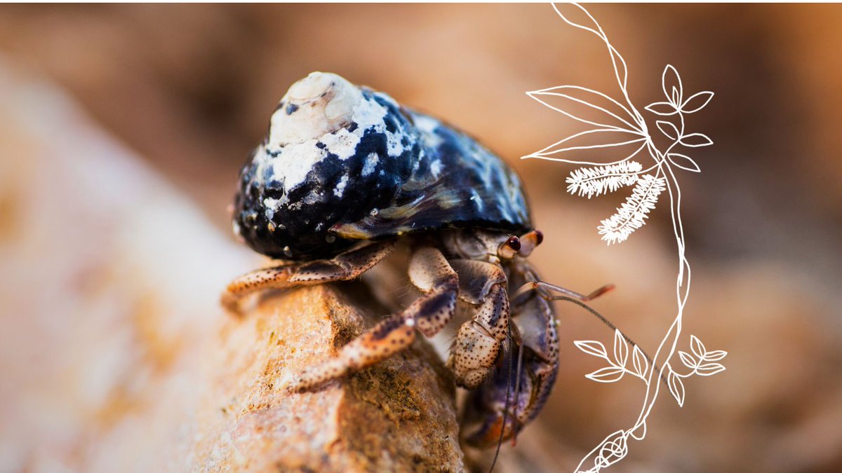 For our thirteenth Advent devotional Rev Christine McPherson reflects on the beauty, wonder and strength of the presence of Jesus in our common home.
👇
commongrace.org.au/advent_common_…

#Advent #Peace #CommonHome #Advent2023 #Devotional #Day13 #CommonGraceAus