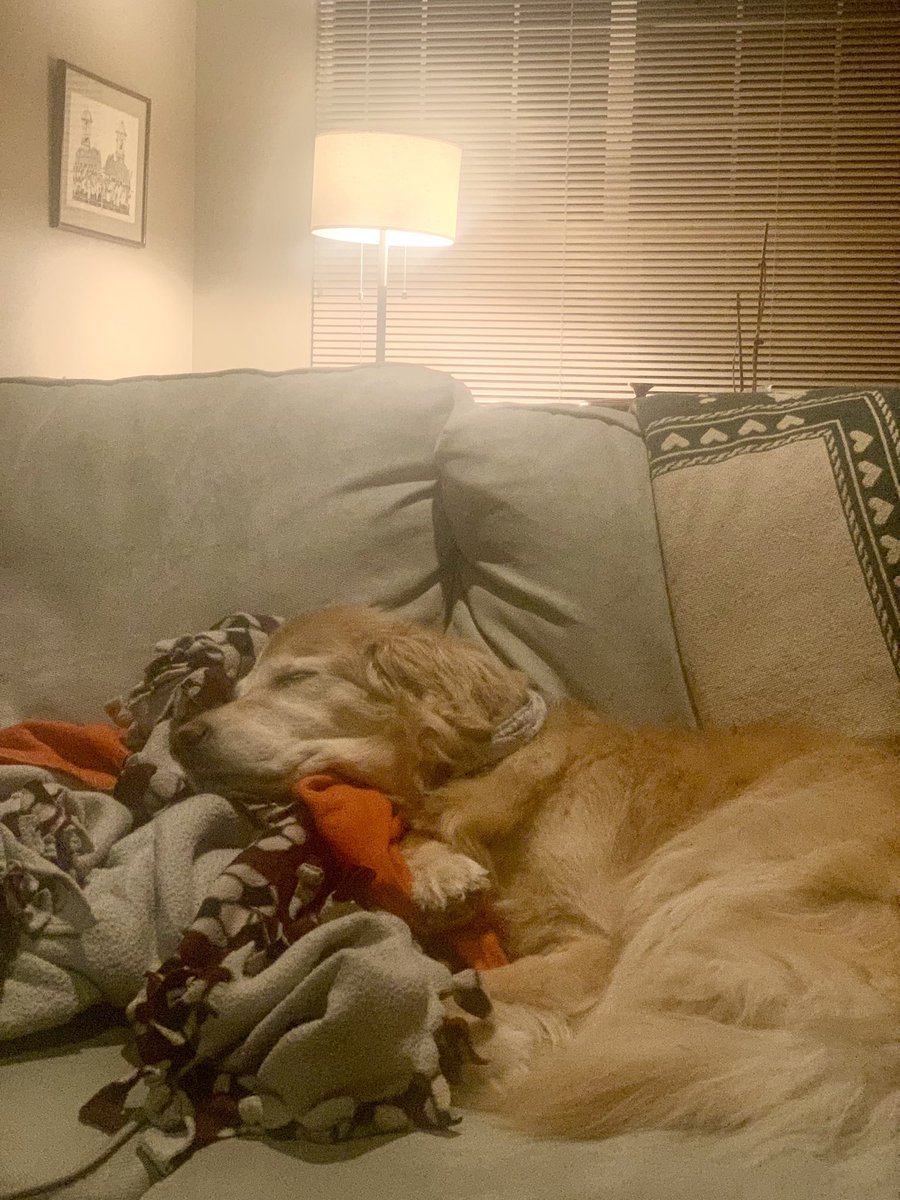 AlanDorow's tweet photo. Sophie has it all figured out. #GoldenRetrievers #greatdogs https://t.co/5IVrbv8ua5