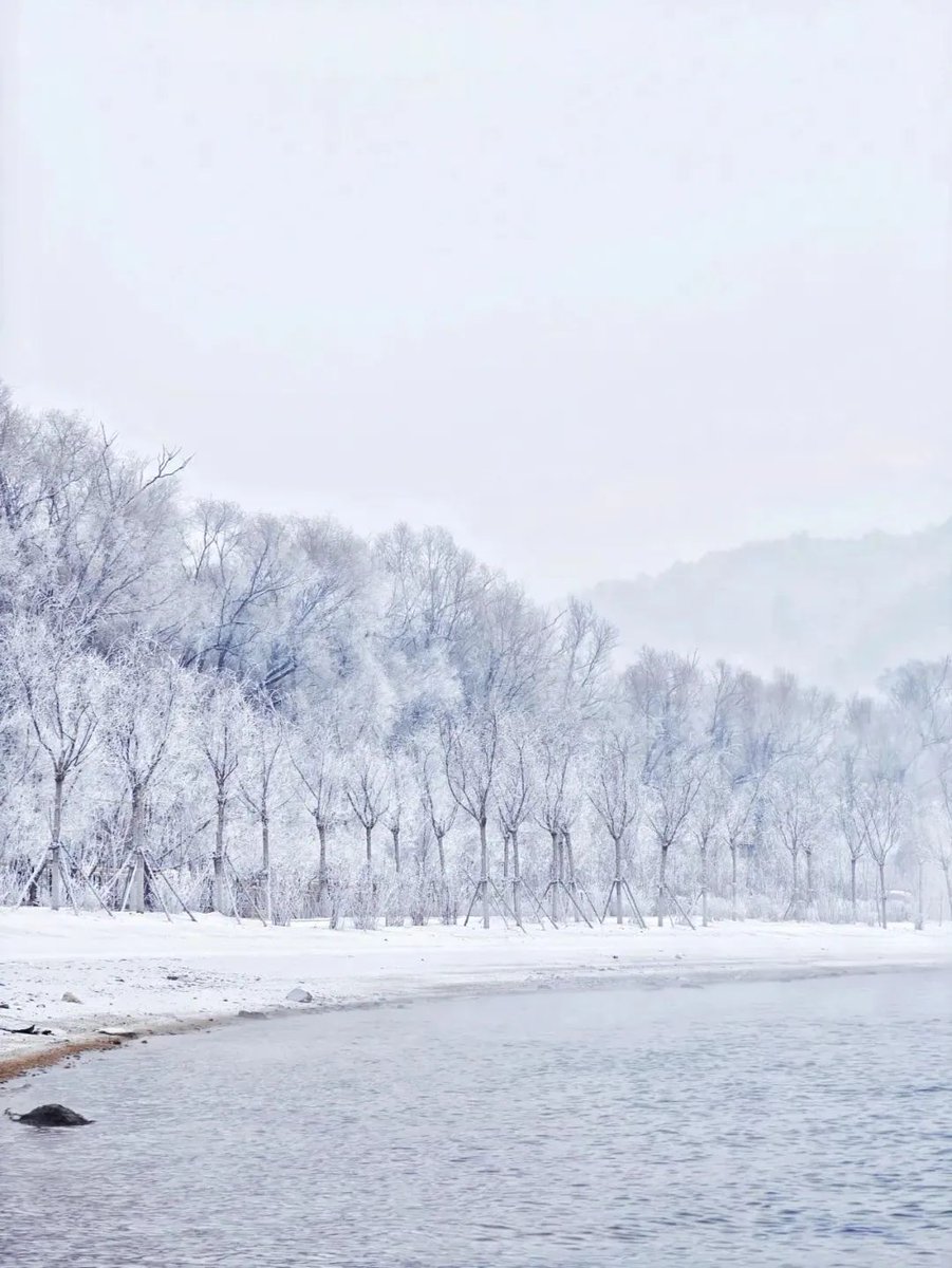 DiscoverJilin's tweet photo. A few days ago, the #Songhua River has the first large-scale #rime landscape this #winter, the river is like a mirror, the fog curls on the river, the two sides of the willow tree formed a silver ice, like flowers~ https://t.co/p1rPd3P4pl