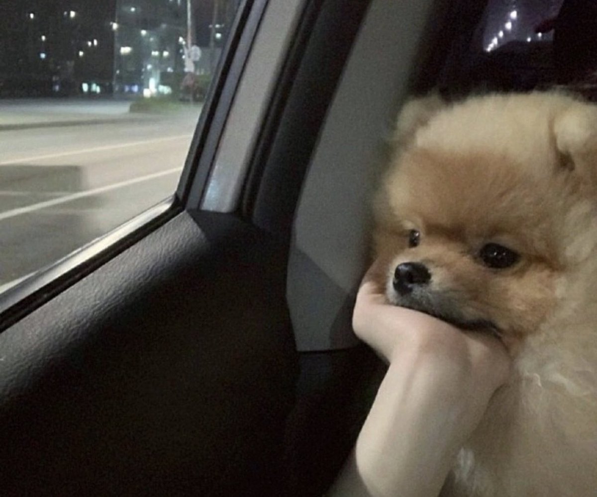 강아지야 니 머선 고민있나