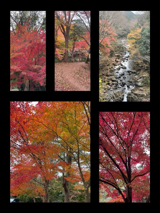 「秋 風景」のTwitter画像/イラスト(新着)