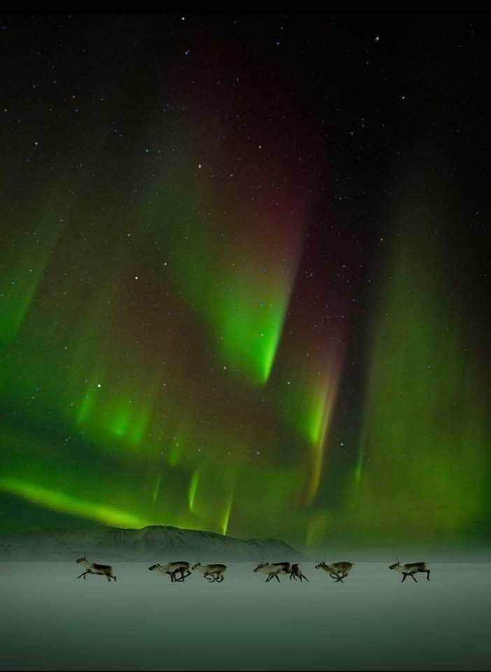 AbbasZeineddin's tweet image. #NorthernLights somewhere in #Canada.  Magical.
#Reindeers 
#AuroraBorealis