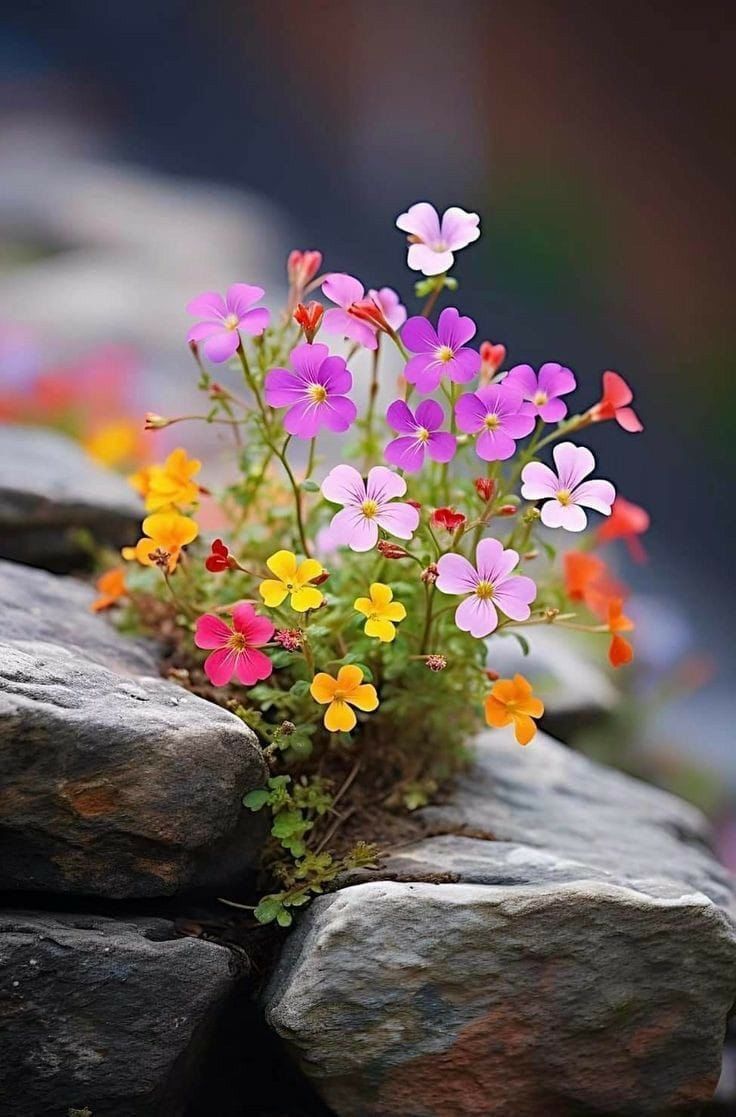 3b_407's tweet photo. صباح النسيم البارد  ..⚘️🌺 https://t.co/HUe5n25vOY