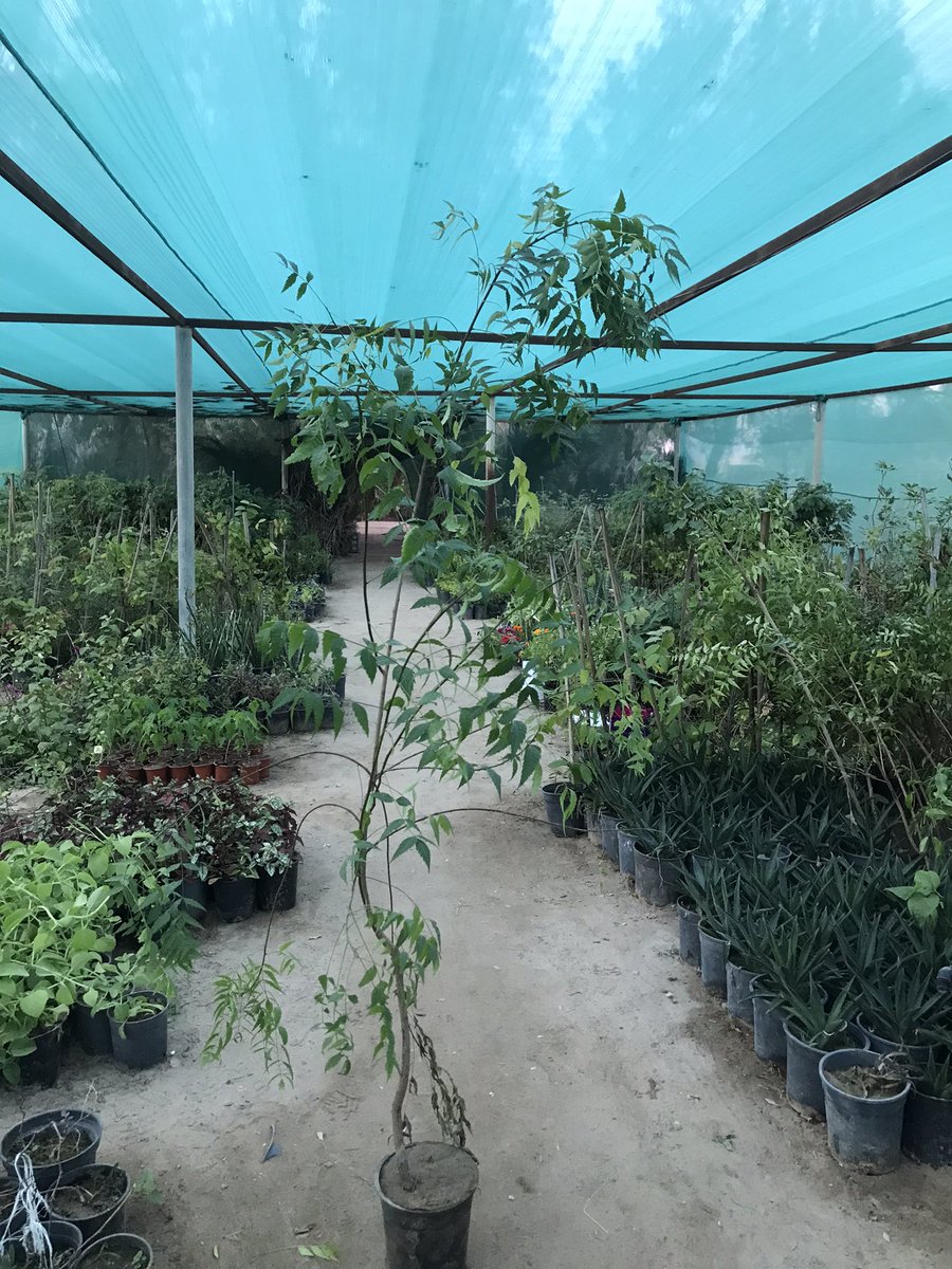 alrafieafarm's tweet photo. النيم

#مشتل_الرفيعة
بـ #الاحساء #مشاتل_الاحساء
#سدر #كنار #سدر_بلدي #صباريات #شتلات_برية #صبار_جلد_النمر #النيم

0506909883
0583601140 https://t.co/8stKlXBe51