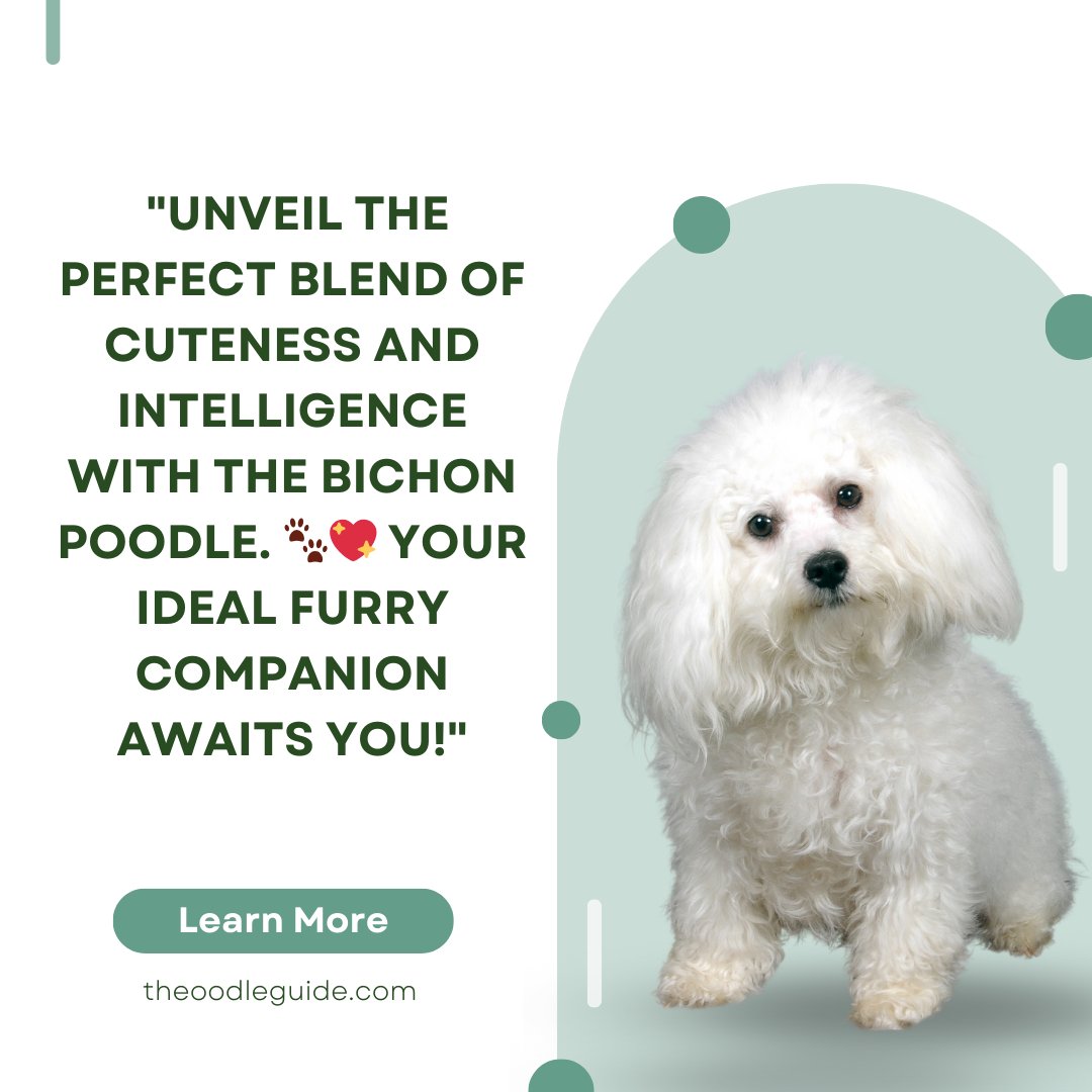 'Unveil the perfect blend of cuteness and intelligence with the Bichon Poodle. 🐾💖 Your ideal furry companion awaits you!' #BichonPoodle #AdorableCompanion

See the full article here:  theoodleguide.com/bichon-poodle/