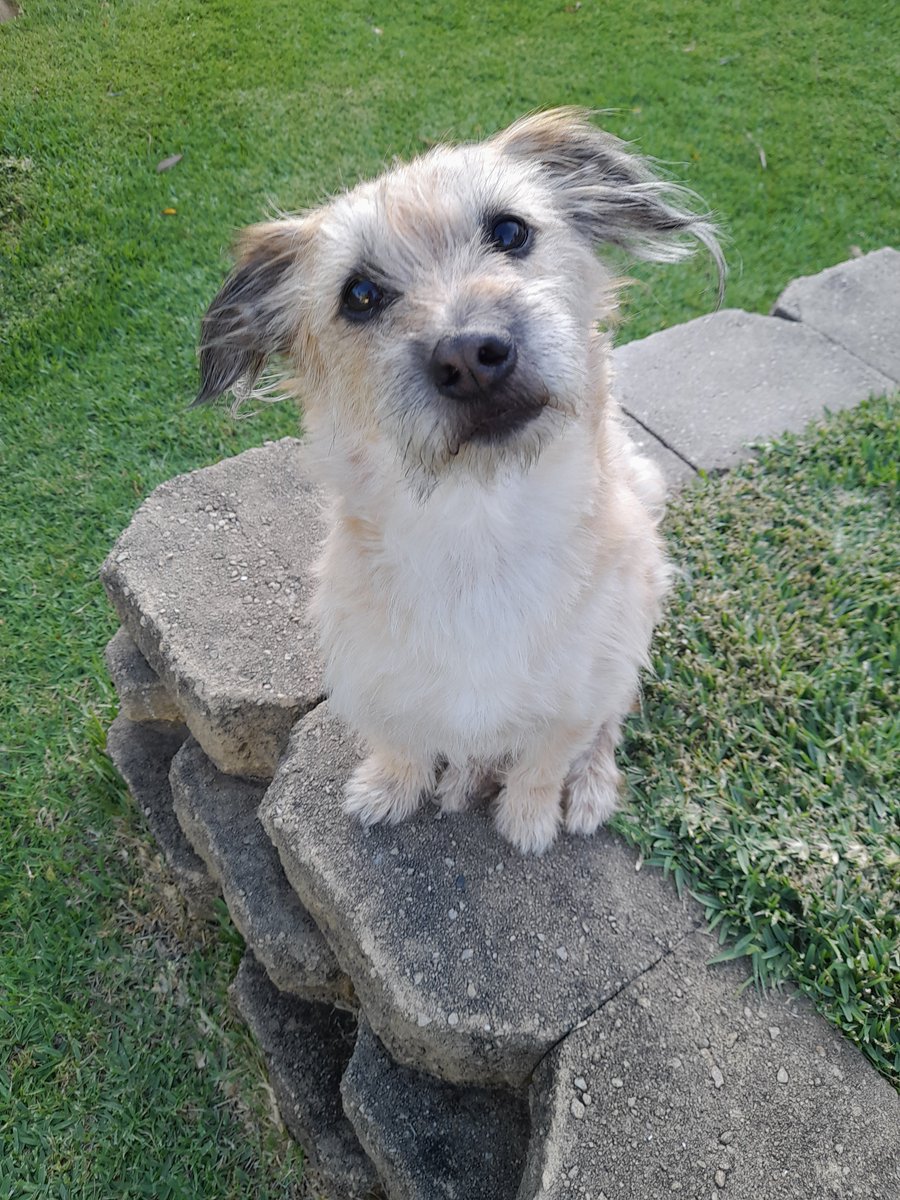 I'm listening to you but all I'm hearing is 'blah,blah,blah'. I'm just hoping for a treat, sometime soon. #cutedog #summer #dogs #bestfriends #Xmas