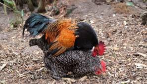RudiP95's tweet image. Have you ever seen two roosters mating? Yes, it never happens at all, even though they don't have any sense. while humans are given reason and brains but are more disgusting than animals.🤢🤢🤢🤢
#GazaGenocide 
#rafiahmad
#ZionistTerrorists #IDFTerroristArmy #idfguy