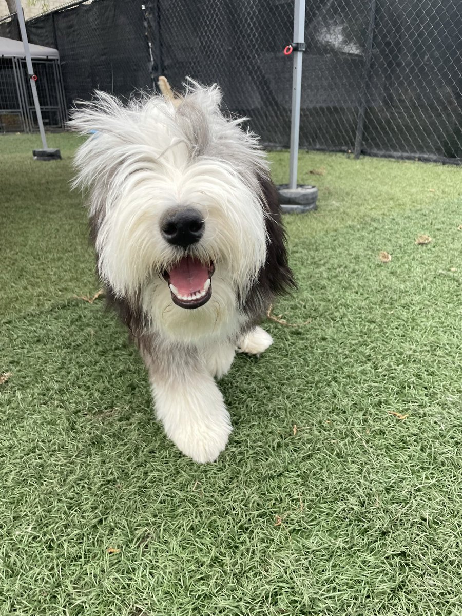 AirBeardie's tweet photo. Meet Ripley Von Floof—Air Beardie 2.0 https://t.co/D9YhLA7JZq