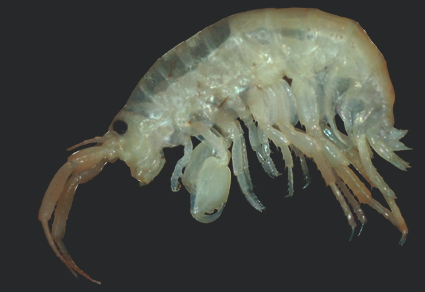 Zootaxa's tweet photo. A #newspecies of amphipod of the genus Demaorchestia Lowry & Myers, 2022 (#Senticaudata, Talitridae) from Chilika Lagoon, east coast of #India
https://t.co/7HJS9YS4FU
#Taxonomy https://t.co/7Udm9Wx4Lw