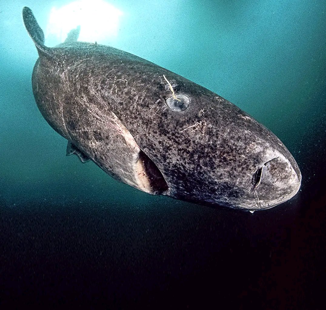 The Greenland shark is a species of shark that can live for over 400 years, making it one of the longest-living vertebrates on Earth .

Scientists used radiocarbon dating to unlock this secret, revealing one female to be a staggering 400 years old! Growing a mere 1 cm per year,…