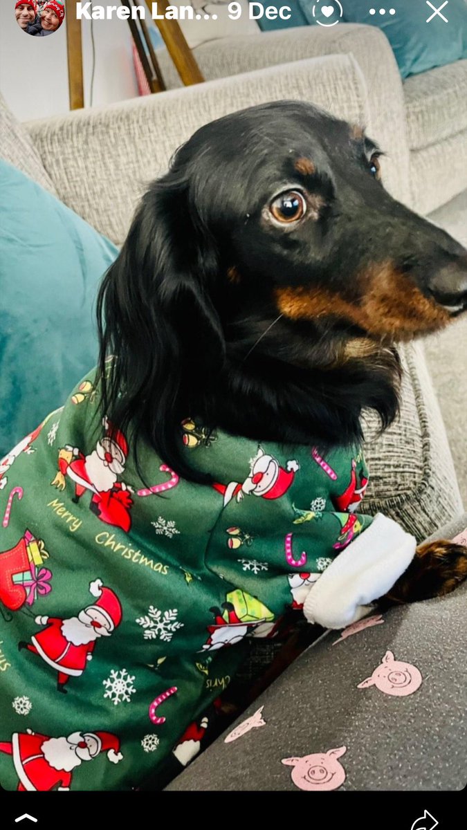 7792_44's tweet image. Our beautiful dacshunds Martha &amp;amp; woody