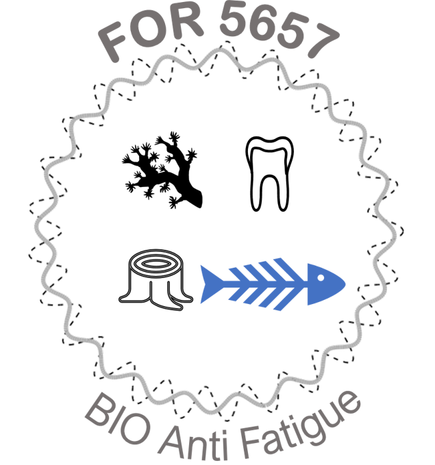 Happy to inform that our Research Unit 'Bioinspired Anti-Fatigue' led by Prof. Claudia Fleck @TUBerlin has been approved👏for funding by @dfg_public We @Boccaccini_Lab @irem_unalan @UniFAU will be collaborating with top research groups in 🇩🇪and 🇮🇱➡️idw-online.de/-DJk5AA