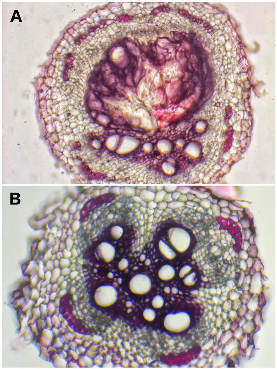 Venkatesh Basavaraj (@basavaraj9483) on Twitter photo Anatomical changes caused by root-knot nematode Meloidogyne incognita in Ridge gourd root.
A- Nematode invaded
B- Normal root
<a href="/NSI_IARI/">Nematological Society of India, New Delhi</a> <a href="/SON_nemaweb/">Society of Nematologists</a> <a href="/activeplantnema/">Active Plant Nematologists</a> <a href="/UFcropnematodes/">UF crop nematology</a> <a href="/UCDavisEntomolo/">UC Davis Entomology and Nematology</a> <a href="/Sampath69078681/">Sampathgowda M R</a> <a href="/Young_Nemas/">YNN ~ Young Nematologists Network</a> Anatomical changes caused by root-knot nematode Meloidogyne incognita in Ridge gourd root.
A- Nematode invaded
B- Normal root
<a href="/NSI_IARI/">Nematological Society of India, New Delhi</a> <a href="/SON_nemaweb/">Society of Nematologists</a> <a href="/activeplantnema/">Active Plant Nematologists</a> <a href="/UFcropnematodes/">UF crop nematology</a> <a href="/UCDavisEntomolo/">UC Davis Entomology and Nematology</a> <a href="/Sampath69078681/">Sampathgowda M R</a> <a href="/Young_Nemas/">YNN ~ Young Nematologists Network</a>