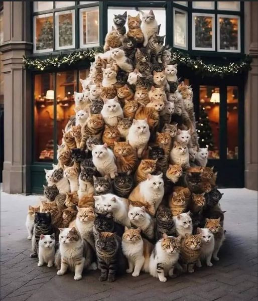 alentejo_1970's tweet photo. The best #ChristmasTree Ever!!! 🐱🐱🐱 https://t.co/vc4NBT09fR