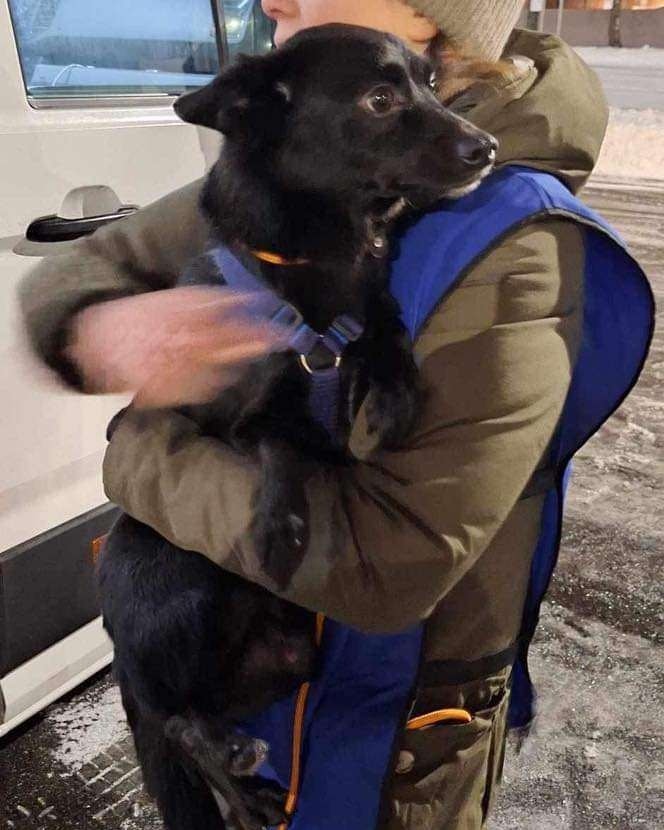 ROLDAOrg's tweet photo. And here are a few pictures of the lucky 21 #roldadogs that arrived safely to their new homes in Sweden.
Thank you dear adopters and supporters!
β€οΈππ https://t.co/on2j68qyYG