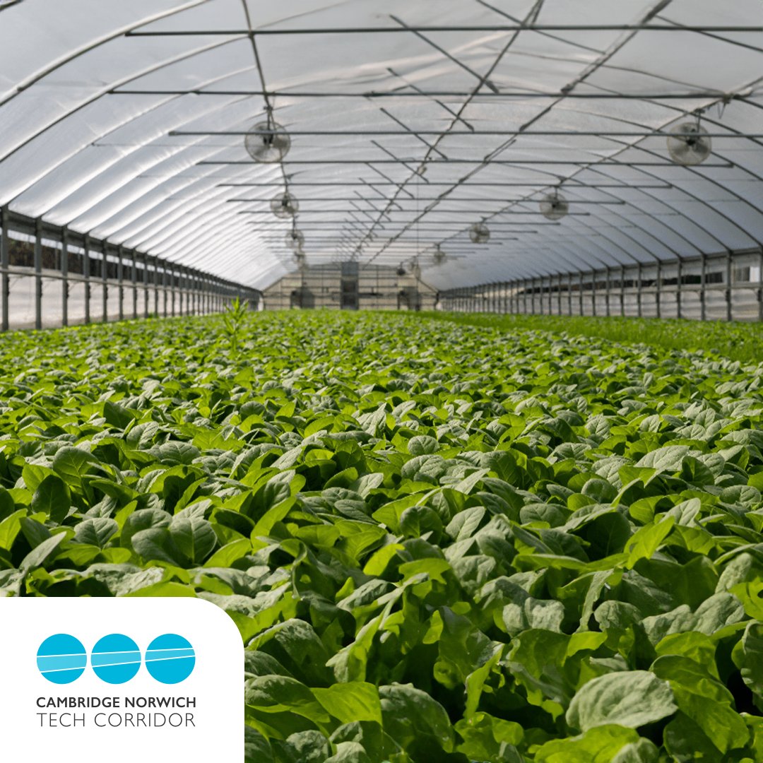 Introducing the £7.5M Launchpad driving innovation in agri-food!🌾A partnership of four counties across Eastern England has launched a funded programme to build on the region’s strengths in agri-tech, agri-biotech, and food-tech. techcorridor.co.uk/articles/lift-…