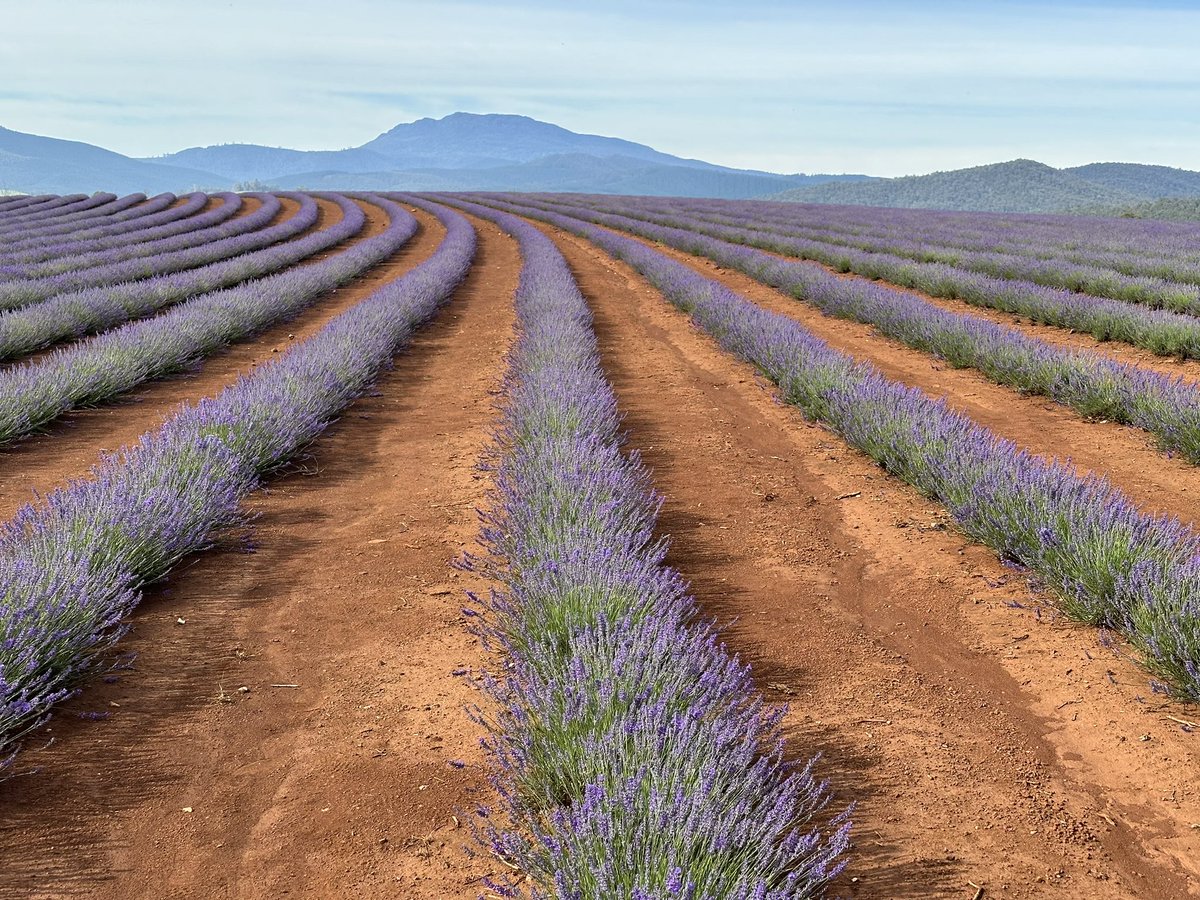 Todays view. Monday 11th December 
#tasmanian #tasmania #nofilter #discovertasmania #lavender #lavenderfields <a href="/Australia/">Australia</a> <a href="/7tasnews/">7 Tasmania News</a> <a href="/NthEastTasmania/">North East Tasmania</a> <a href="/VisitNorthTas/">Visit Northern Tasmania</a> <a href="/belindakingtas/">Belinda King</a> <a href="/CityLaunceston/">City of Launceston</a> <a href="/tasmania/">Discover Tasmania</a> <a href="/woofmediaweb/">WOOF Media</a> <a href="/Qantas/">Qantas</a> <a href="/VirginAustralia/">Virgin Australia</a> @JetstarAirway