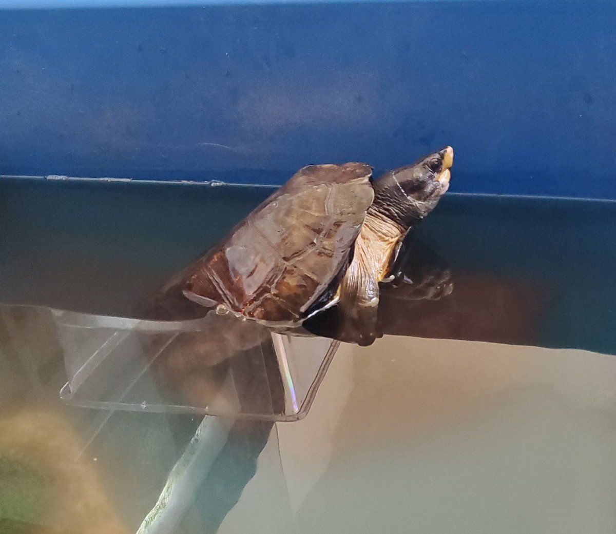 すてのなにがし tweet media