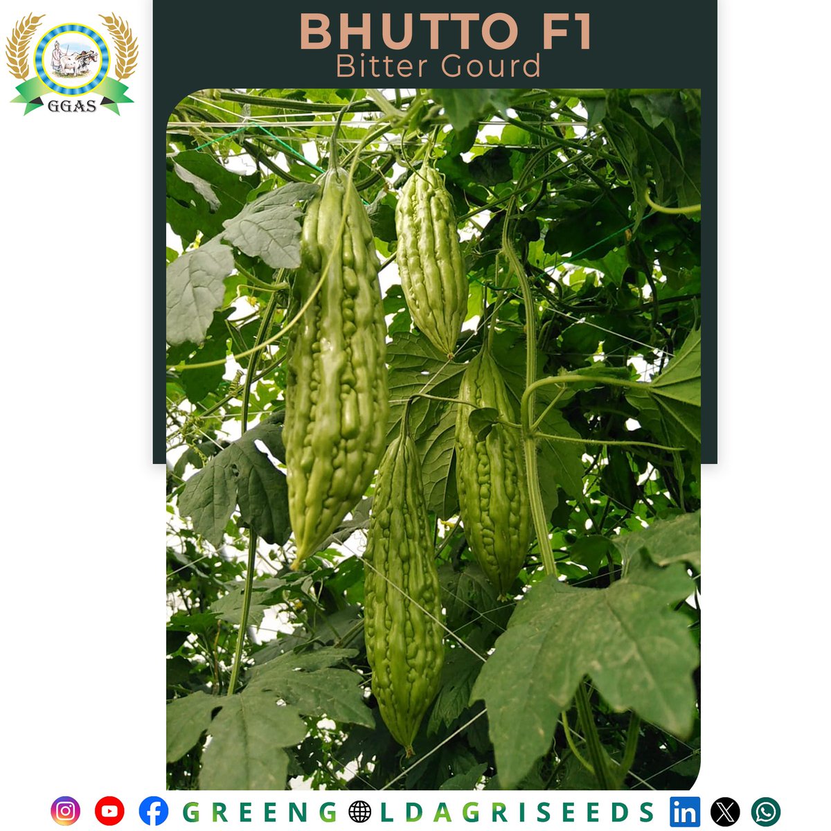 ایگری ٹیک کا شاندار بھٹو ہائیبرڈ کریلا مات دے پیداوار میں سب کو اکیلا Agritech Hybrid Bitter gourd Bhutto #AgritechHybrid #BhuttoBitterGourd #HighYieldCrops #AgriInnovation #FarmToTable #HealthyHarvest #FarmingSuccess #CropPerformance #OrganicFarming