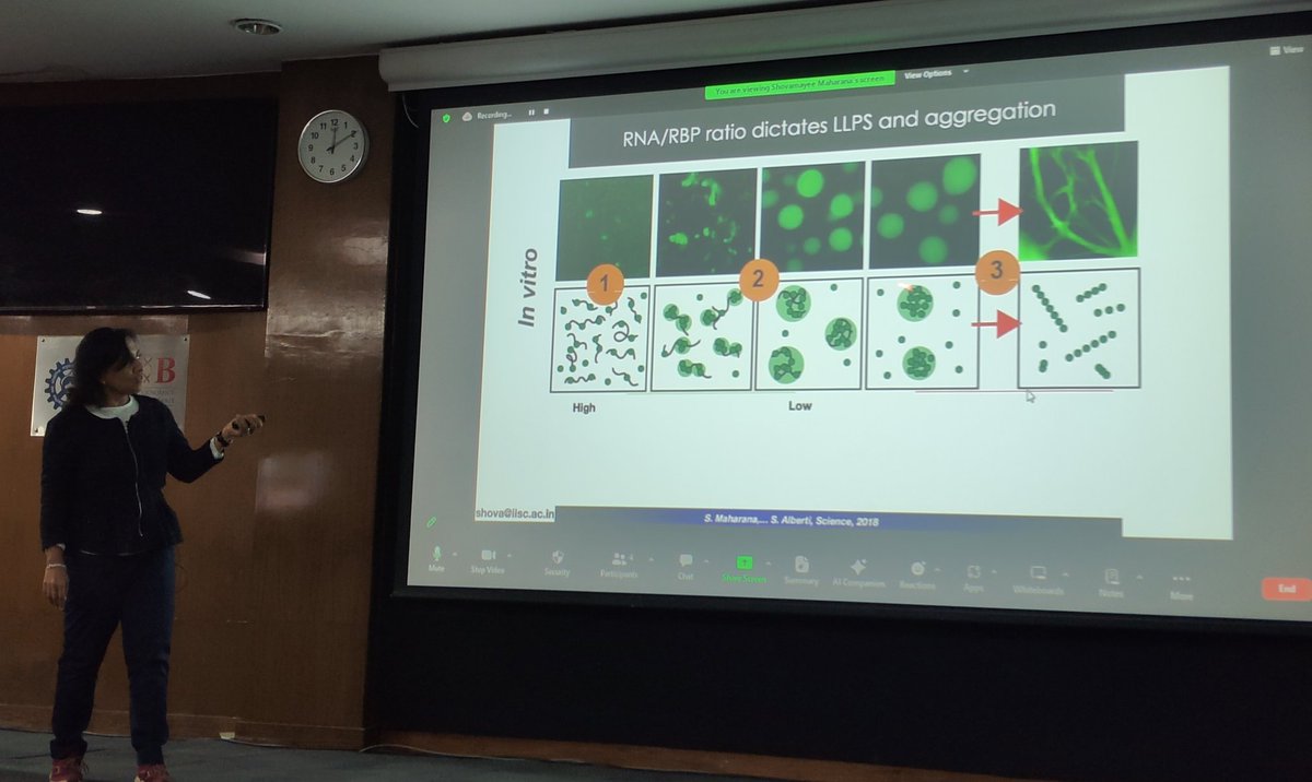 An amazing talk by Dr. <a href="/ShovamayeeMaha/">Shovamayee Maharana</a> at <a href="/IGIBSocial/">CSIR-IGIB</a> on "RNA-RBP condensates sense cellular RNA and buffer immune response" making us understand how RNA keeps prion like protein in soluble state!