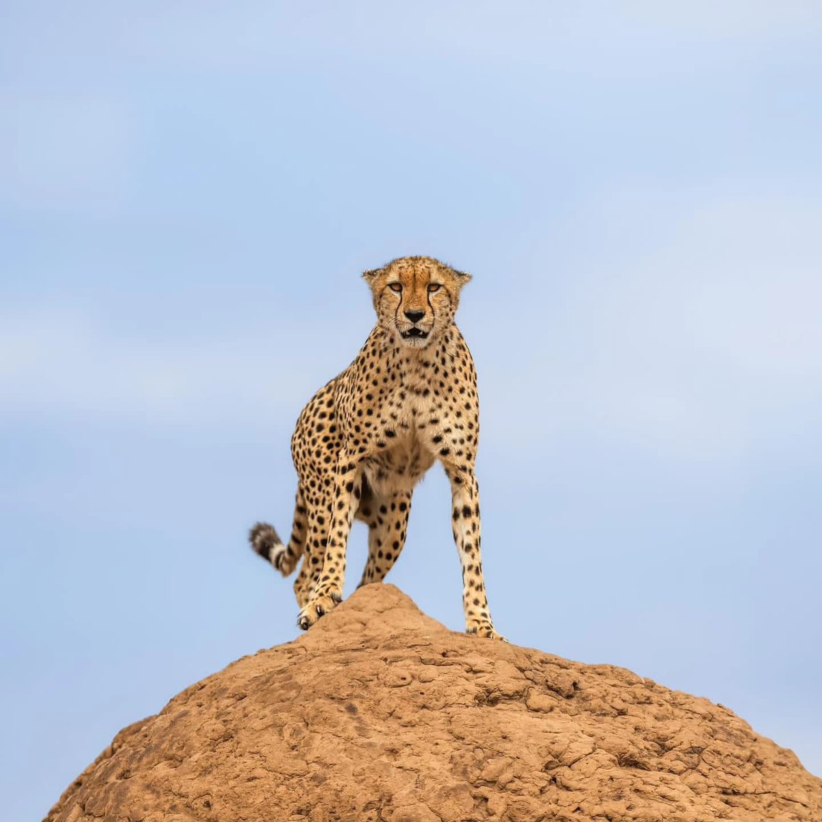 The beauty at Maasai mara🐆
#travellife #maasaimara #solo #instagood #travelblogger #travelgoals #travelling #parks #privatesafari #safari #kenya #tanzania #photography #photo #travel #travelphotography #travelblogger #travelguide #africa #lodge #luxury #luxurylifestyle #flight