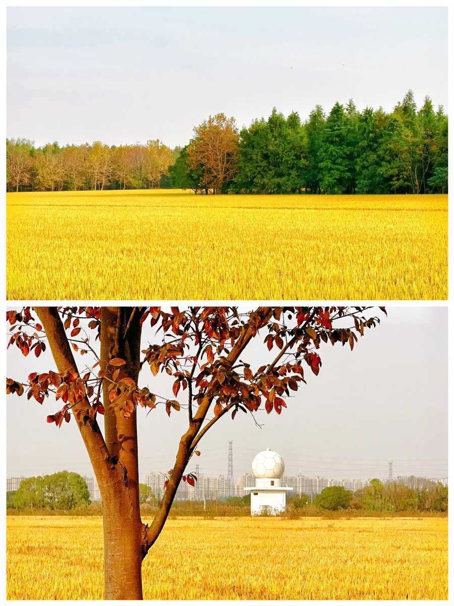VisitSongjiang's tweet image. Embarking on a journey through the #golden expanse of #paddyfields in #Songjiang&apos;s Songnan Country Park🌾The fields come alive with a warm glow, inviting you to immerse yourself in the beauty of rural tranquility. #harvest #ruralview #Shanghai 

📸毛豆好好