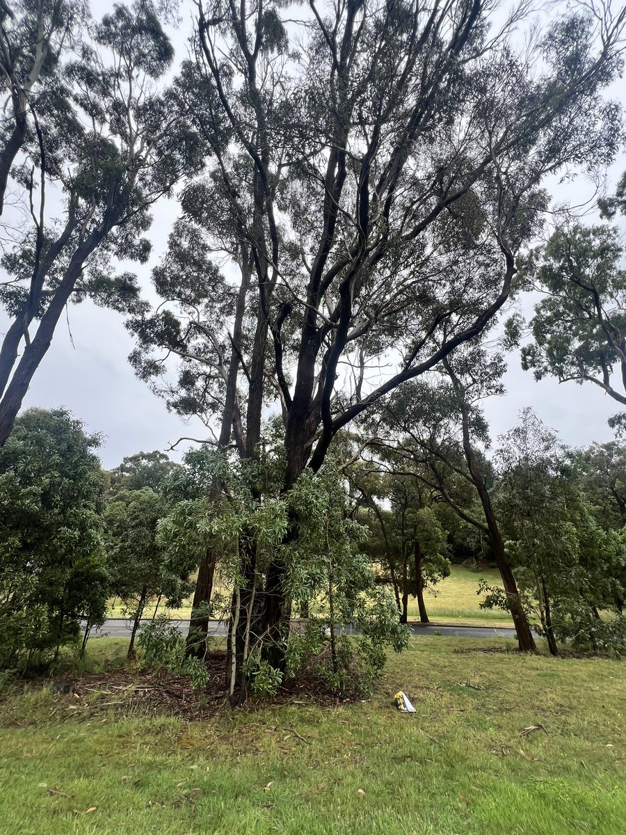 JacquiNation's tweet photo. they have these in tasmania https://t.co/ly3ohHSKT7
